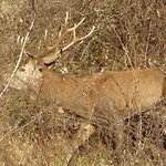 Nyaraló Confortable Avec Grande Cheminee Et Vues Sur Les Montagnes